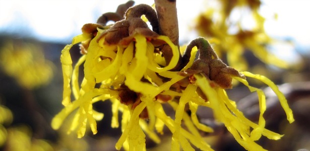 The Mysterious Past And Present Of Witch Hazel The Atlantic
